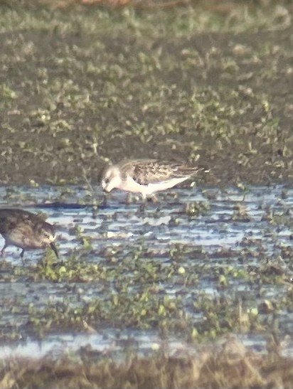 Semipalmated Sandpiper - ML640995134