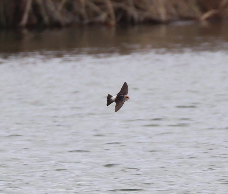 Fairy Martin - ML640995139