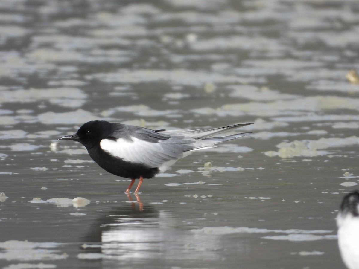 Буурал хараалай - ML640995158