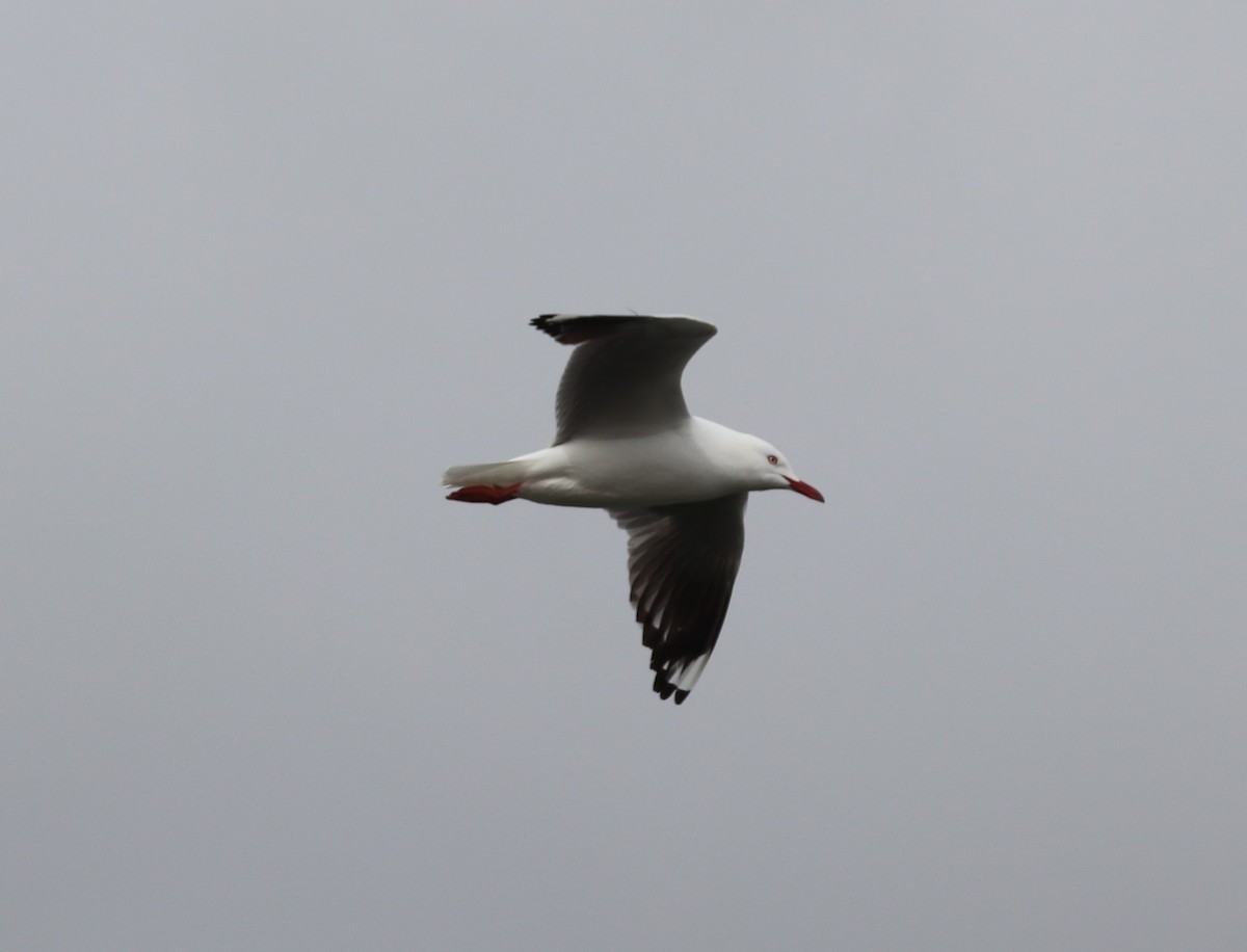 Silver Gull - ML640995161