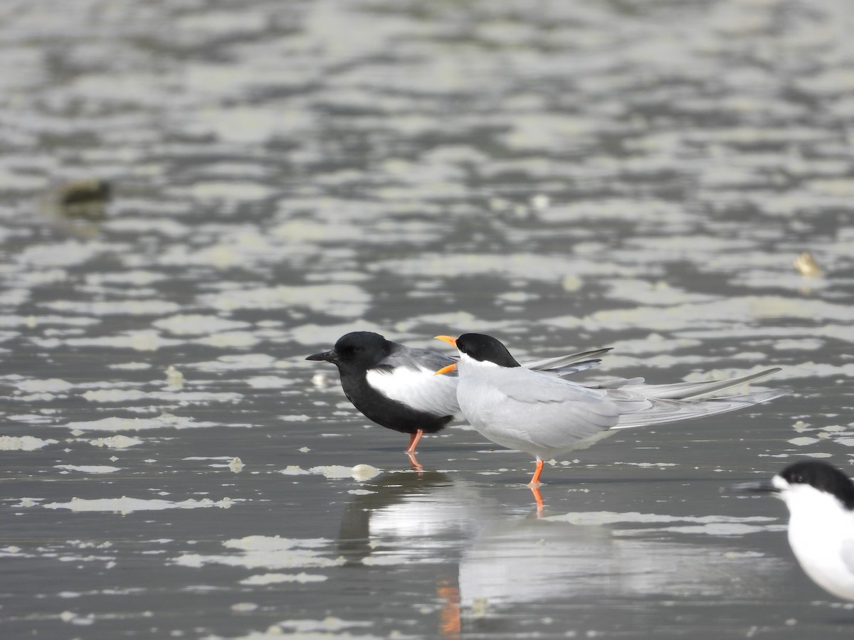 Буурал хараалай - ML640995178