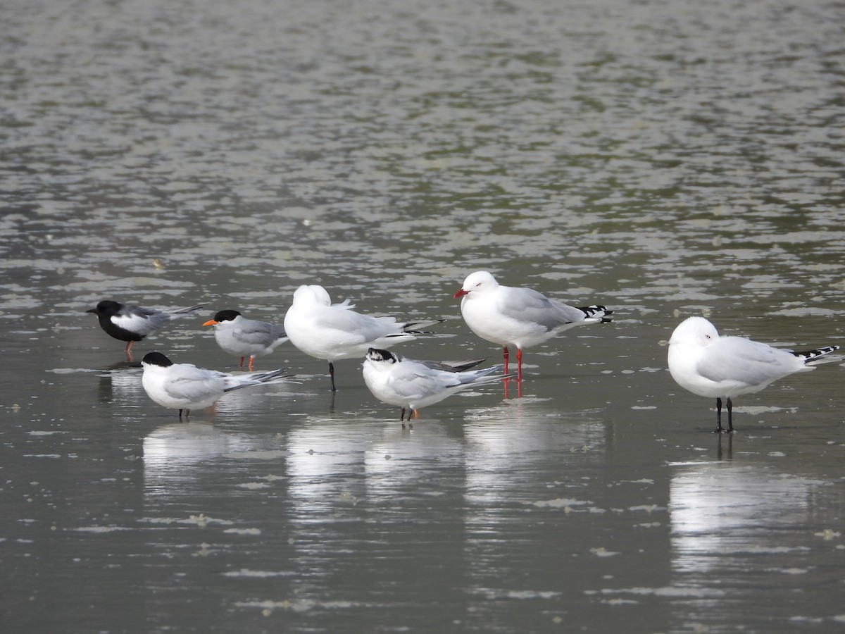 Буурал хараалай - ML640995182