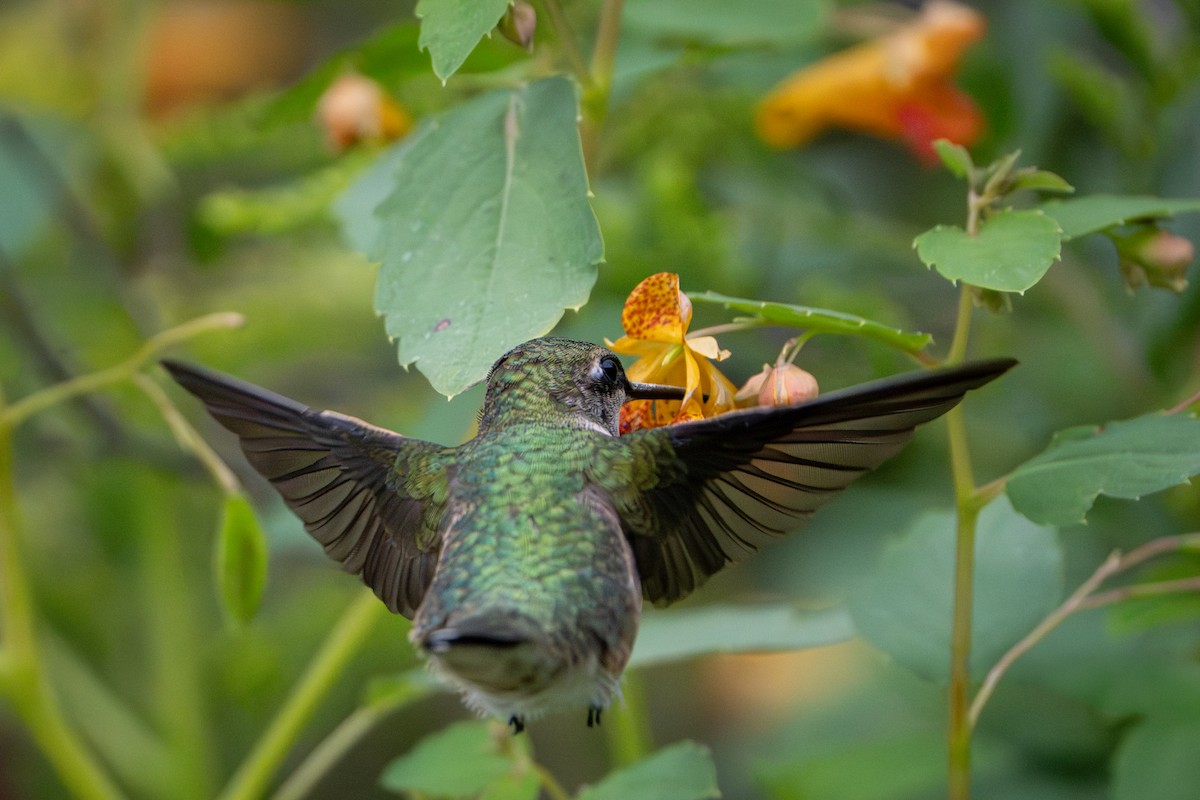 Ruby-throated Hummingbird - ML640995194