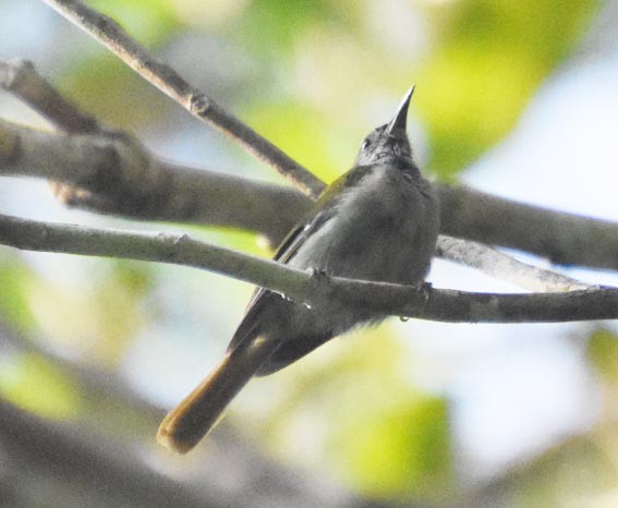 Crimson Sunbird - ML640995195