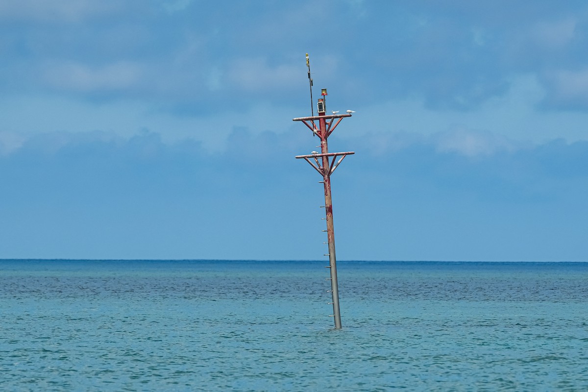 Black-naped Tern - ML640995209