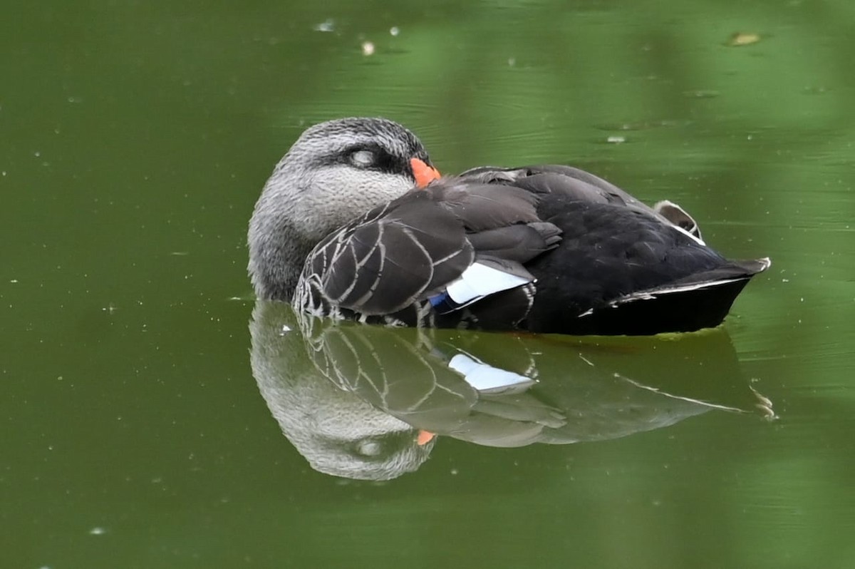 Indian Spot-billed Duck - ML640995232