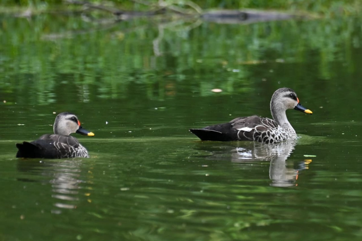 Indian Spot-billed Duck - ML640995235