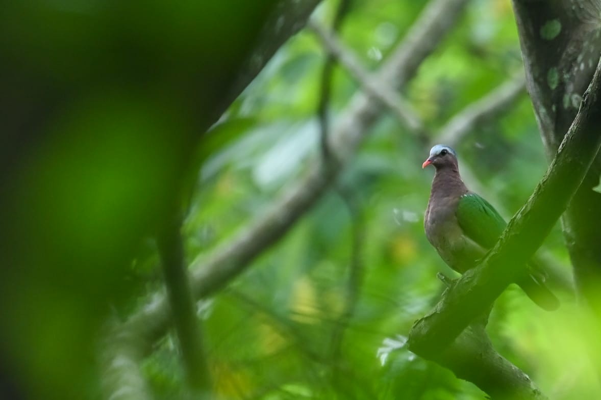 Asian Emerald Dove - ML640995238