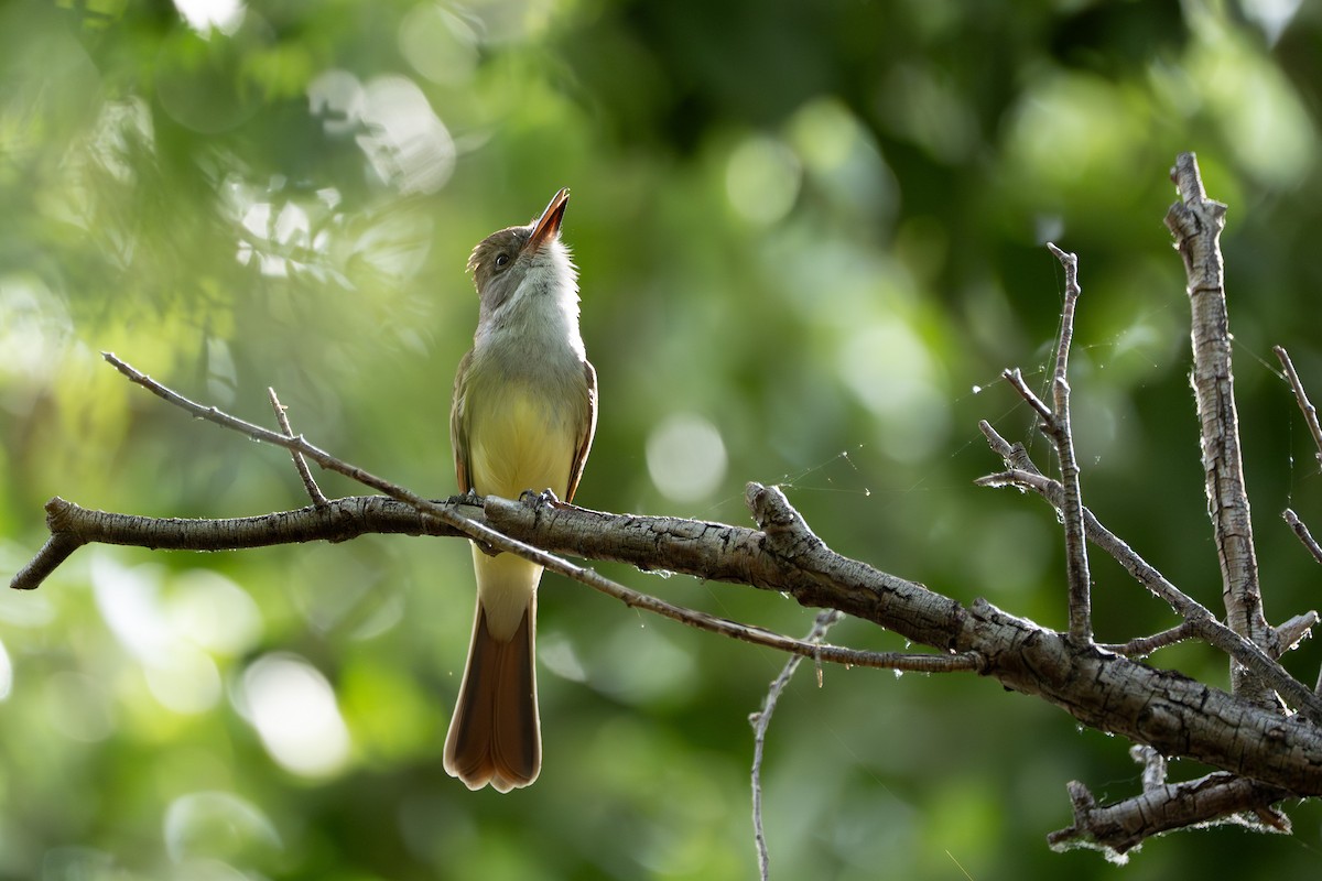 Brown-crested Flycatcher - ML640995279
