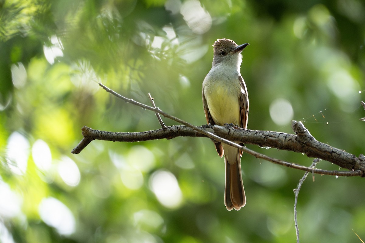 Brown-crested Flycatcher - ML640995281