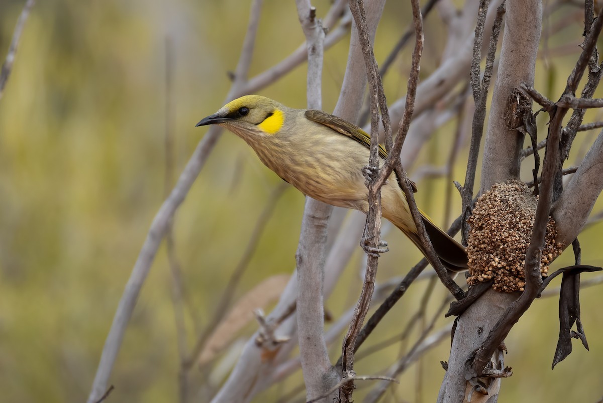 Gray-fronted Honeyeater - ML640995282