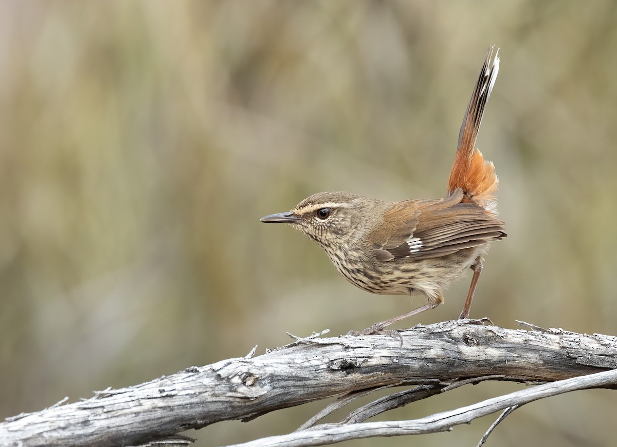 Shy Heathwren - ML640995285