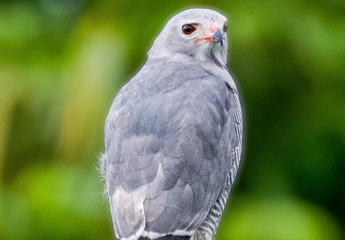Lizard Buzzard - ML640995321