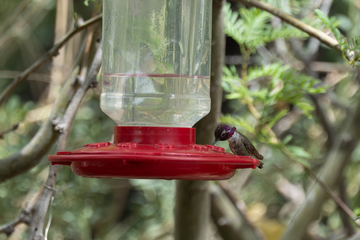 Costa's Hummingbird - ML640995326