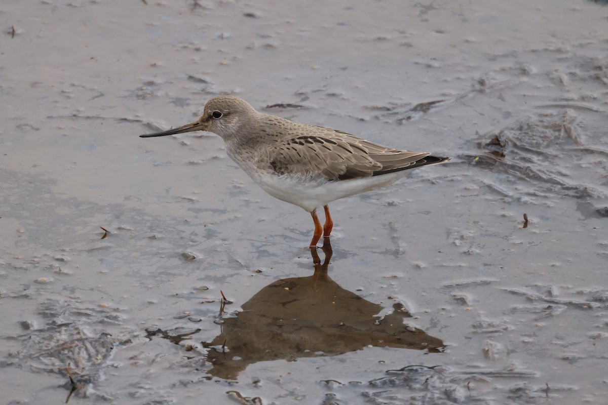Terek Sandpiper - ML640995327