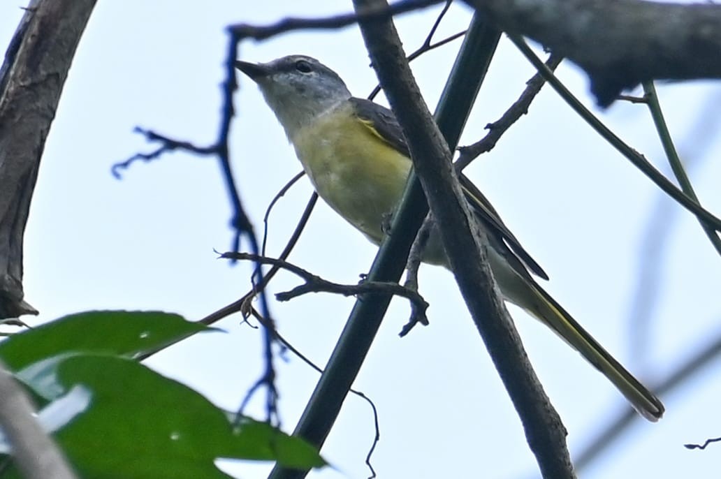 Rosy Minivet - ML640995337