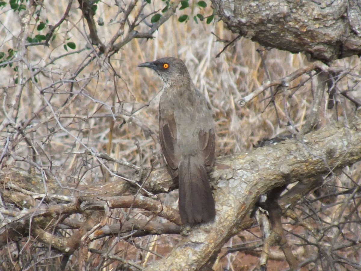Arrow-marked Babbler - ML640995384