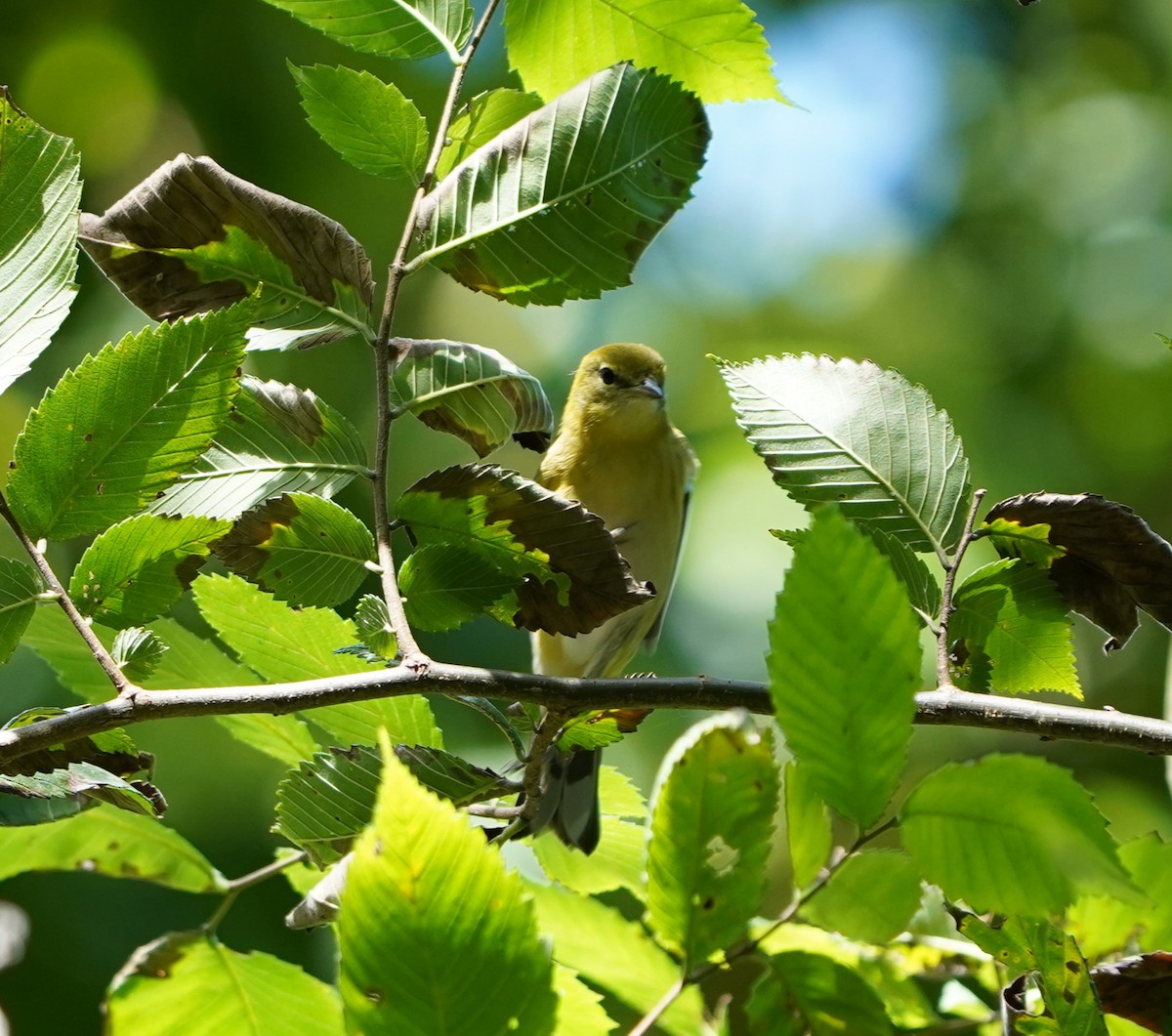 Bay-breasted Warbler - ML640995385