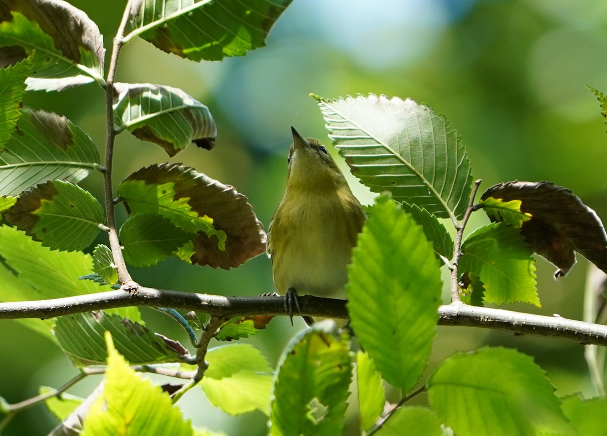 Bay-breasted Warbler - ML640995386
