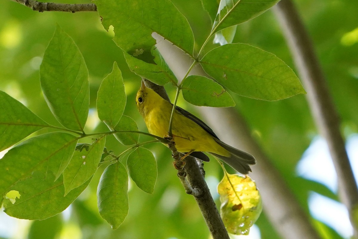 Wilson's Warbler - ML640995407