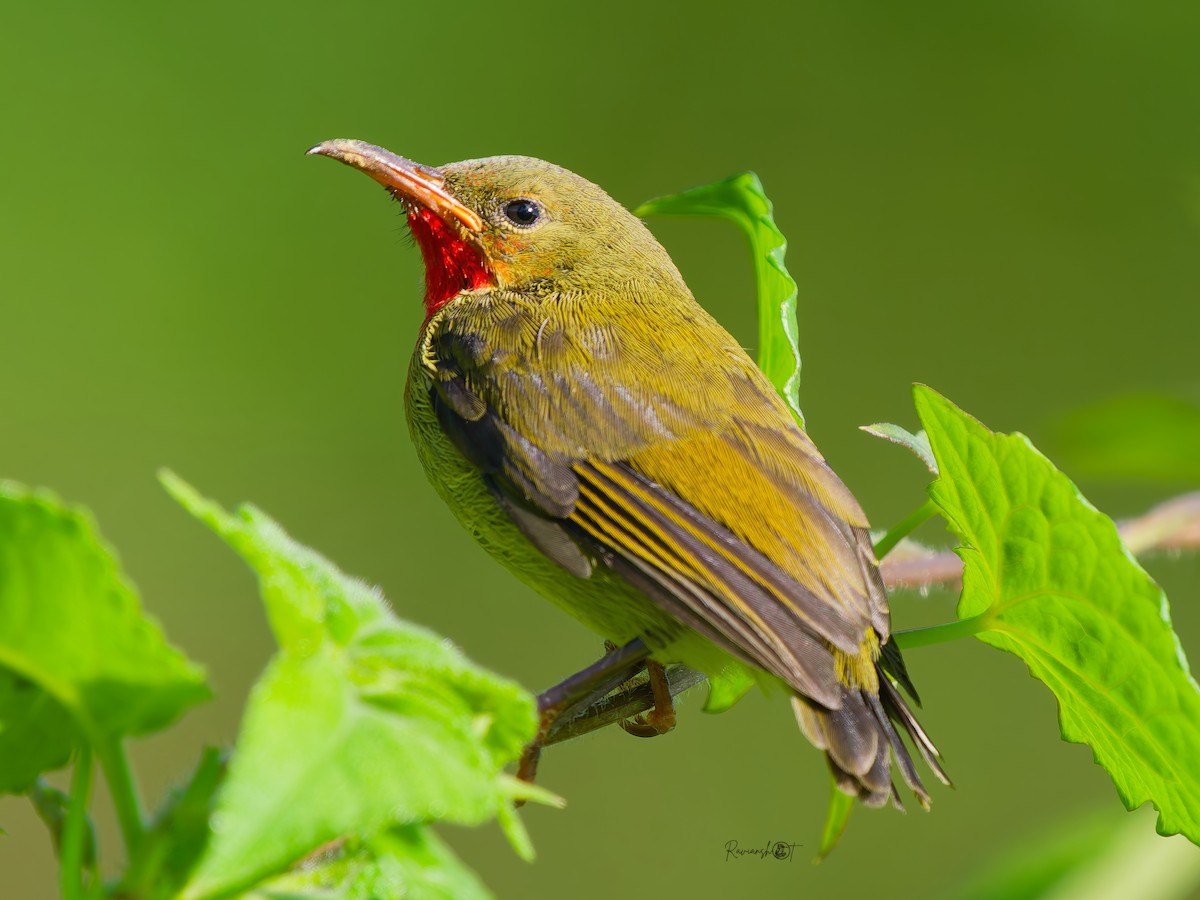 Crimson Sunbird - ML640995416