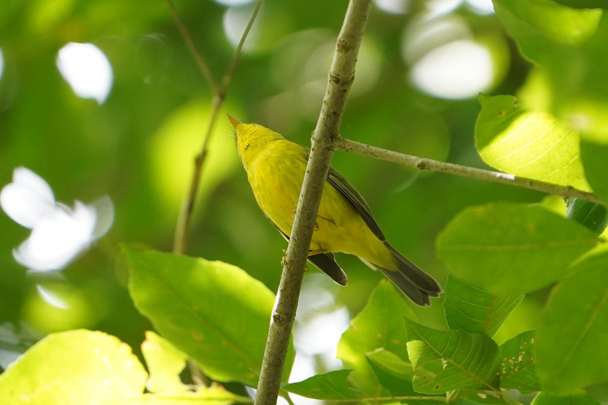 Wilson's Warbler - ML640995421