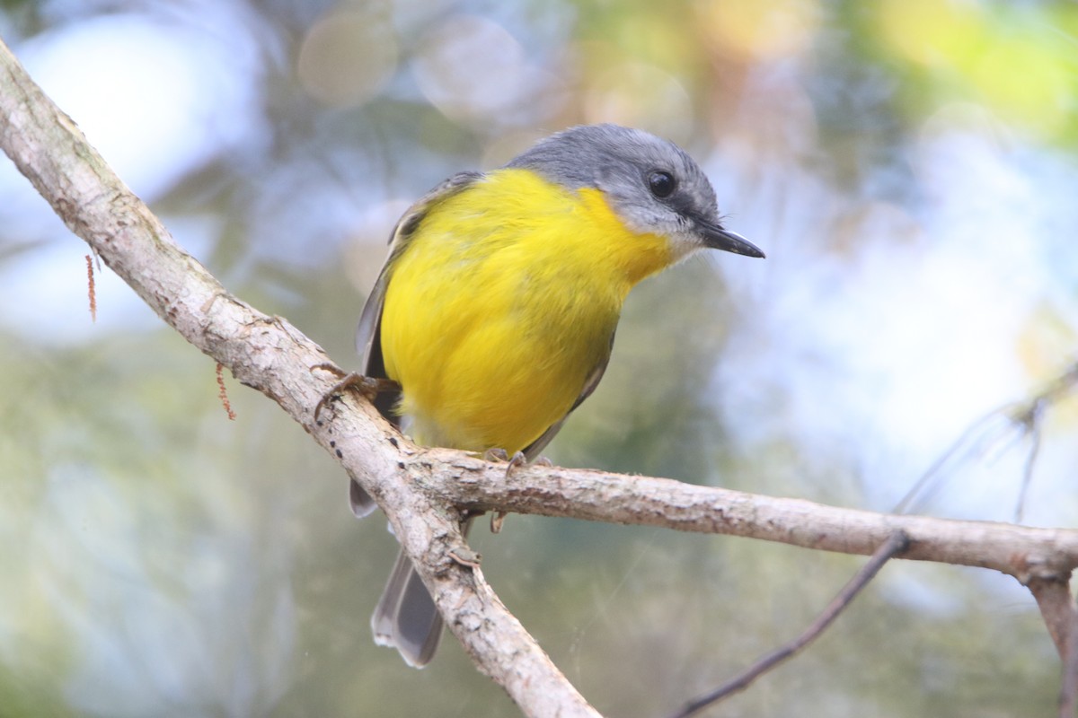 Eastern Yellow Robin - ML640995433