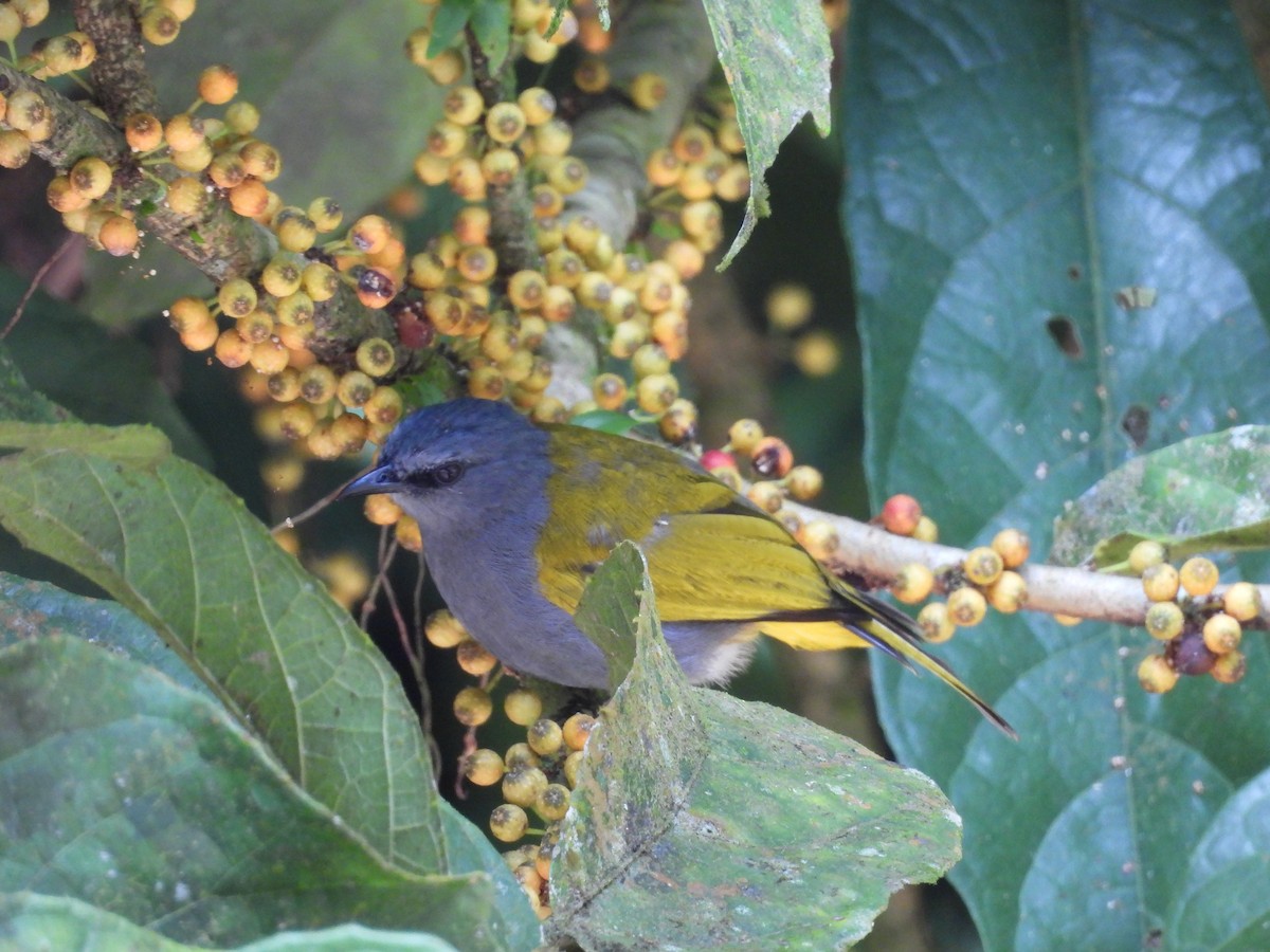 Gray-bellied Bulbul - ML640995441