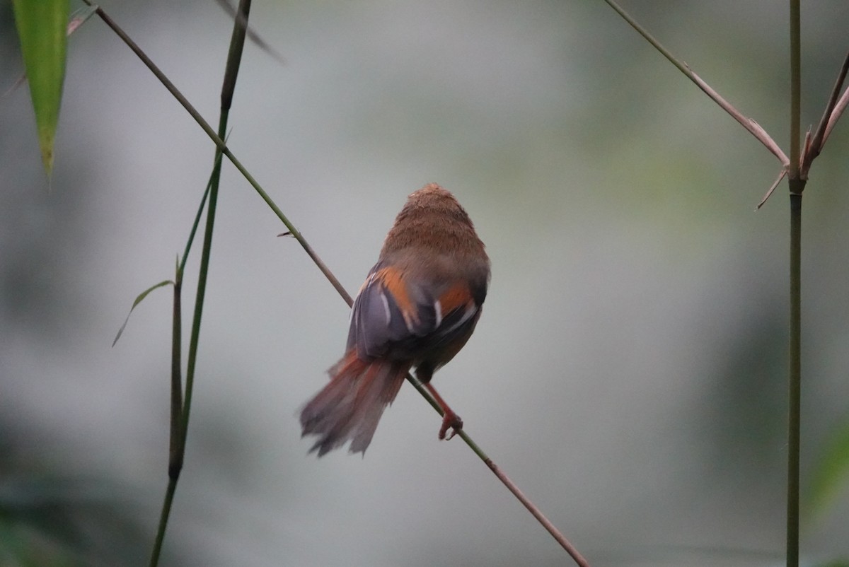 Golden Parrotbill - ML640995442