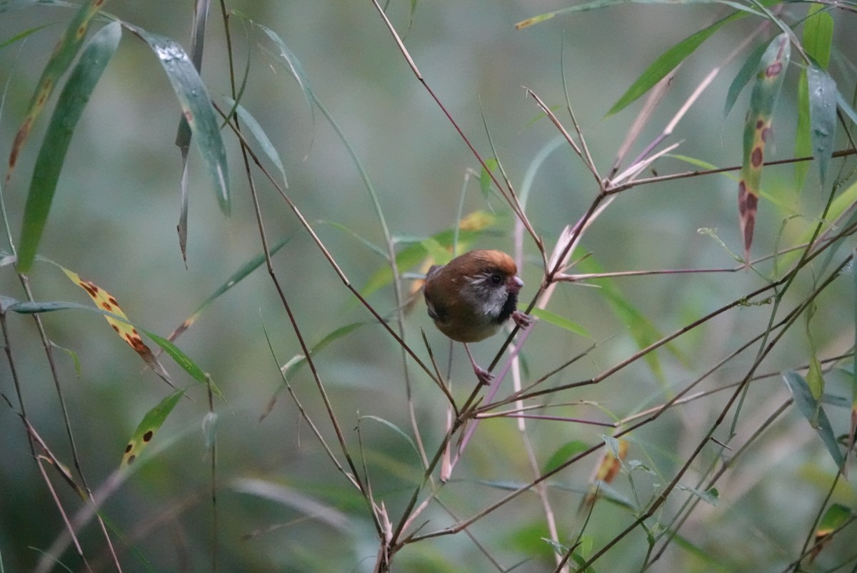 Golden Parrotbill - ML640995444