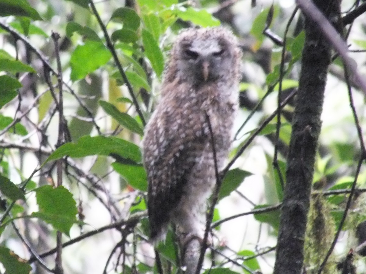 African Wood-Owl - ML640995449