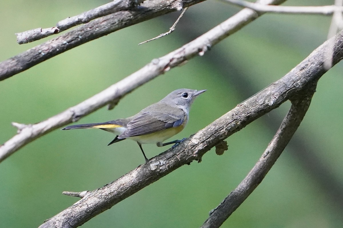 American Redstart - ML640995464