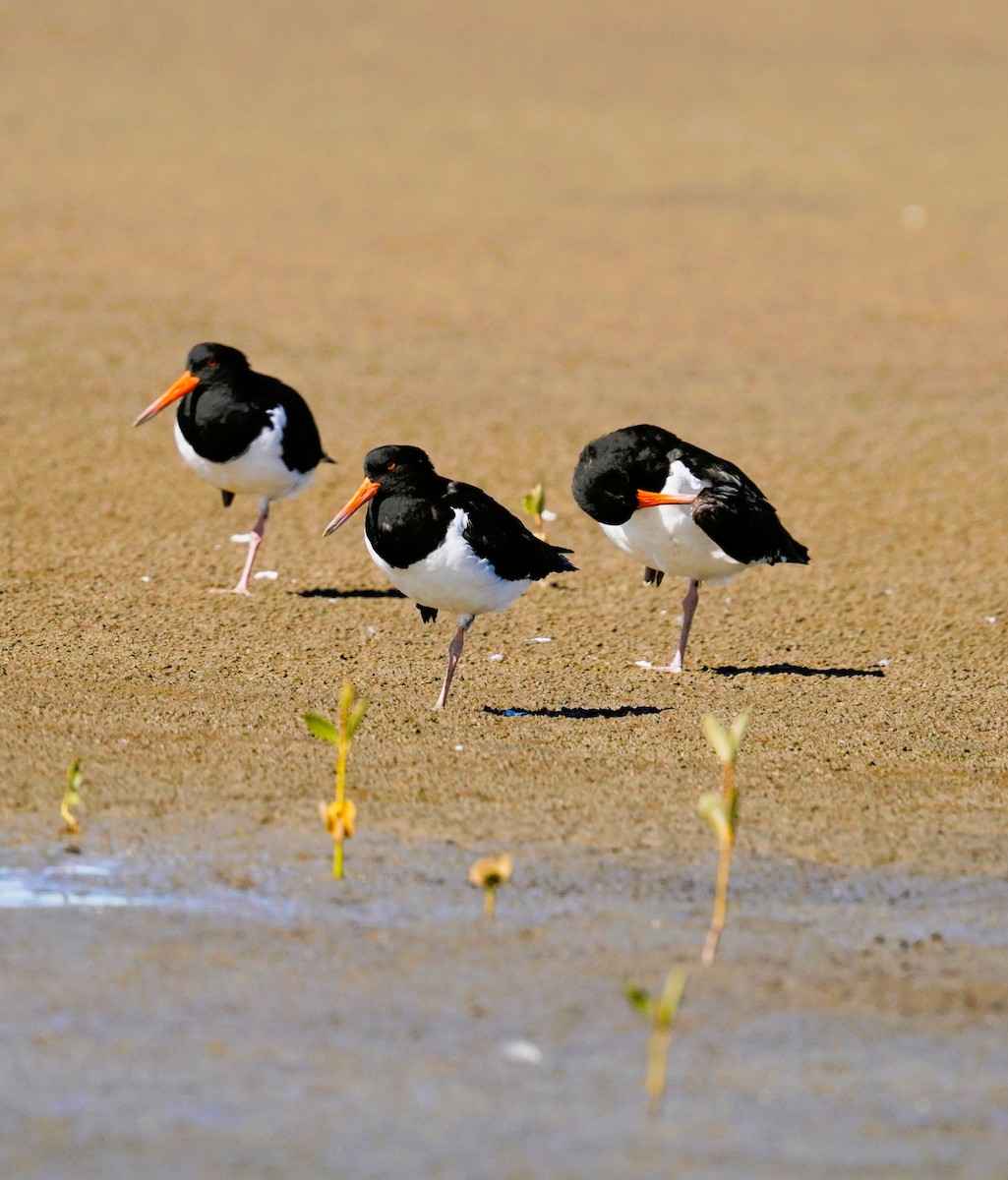 Pied Oystercatcher - ML640995465