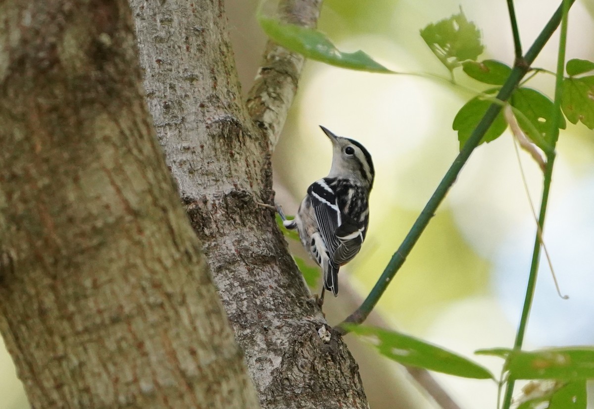 Black-and-white Warbler - ML640995477