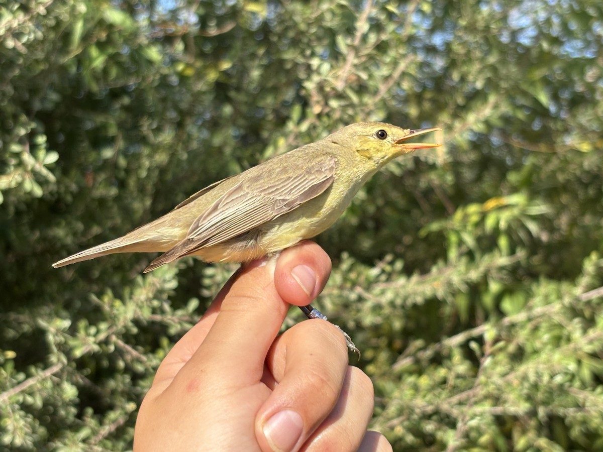 Canapino maggiore - ML640995503