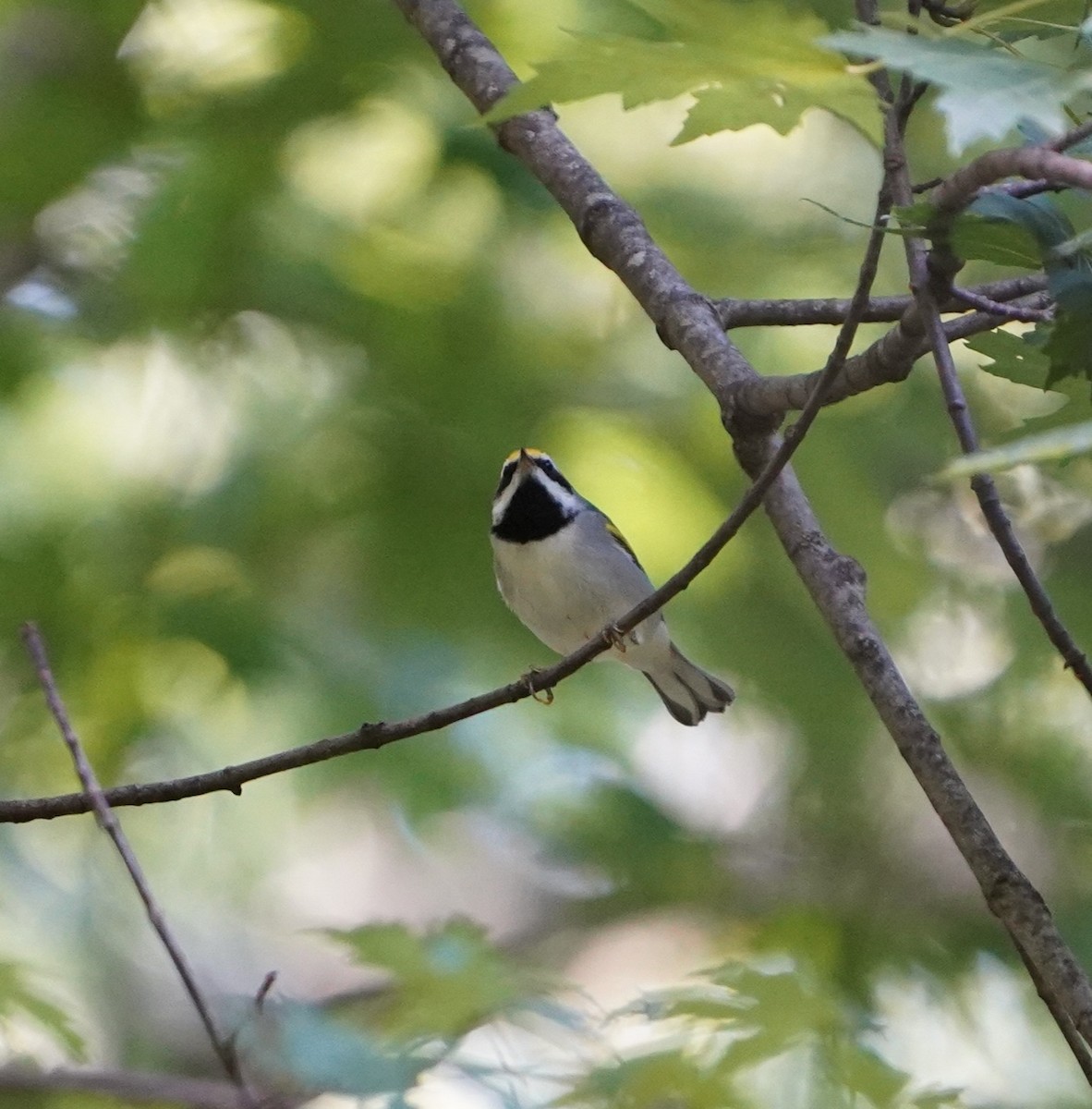 Golden-winged Warbler - ML640995504