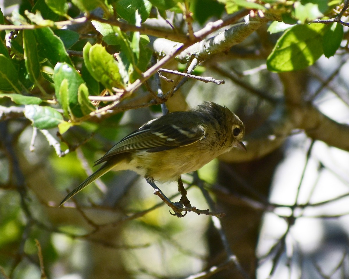 Huttonvireo - ML640995508