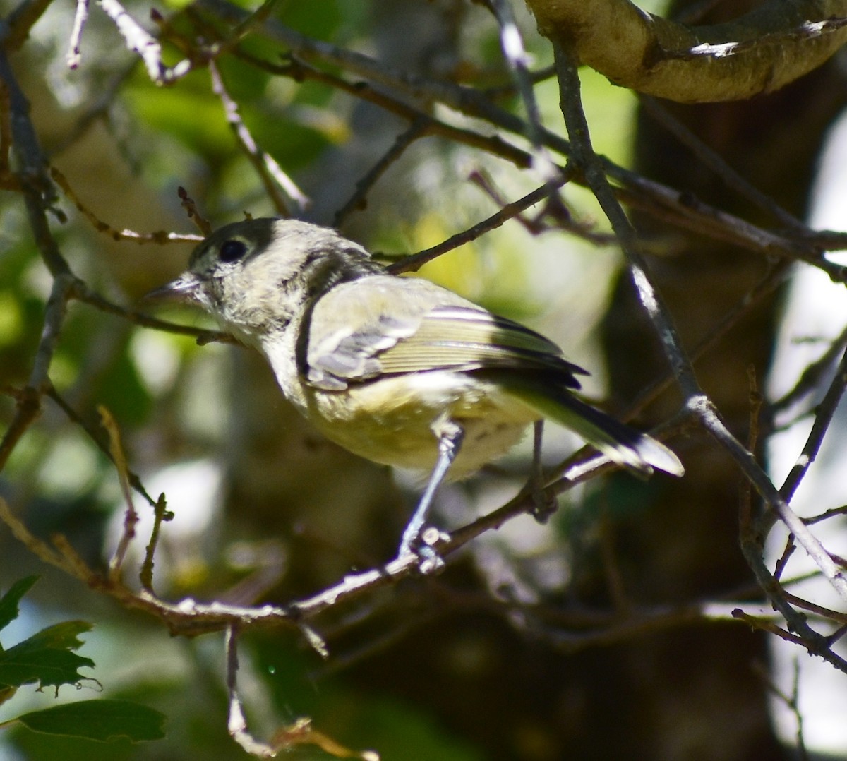 Huttonvireo - ML640995511