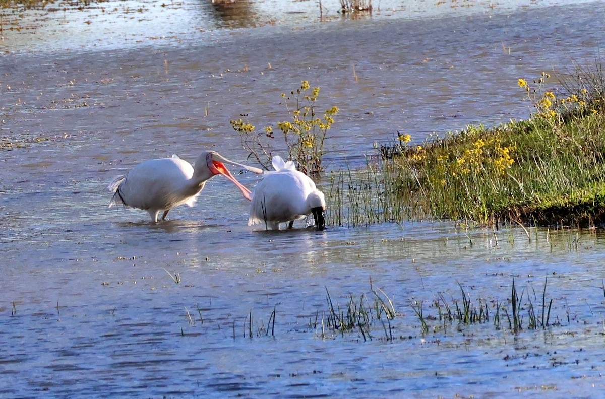Royal Spoonbill - ML640995546