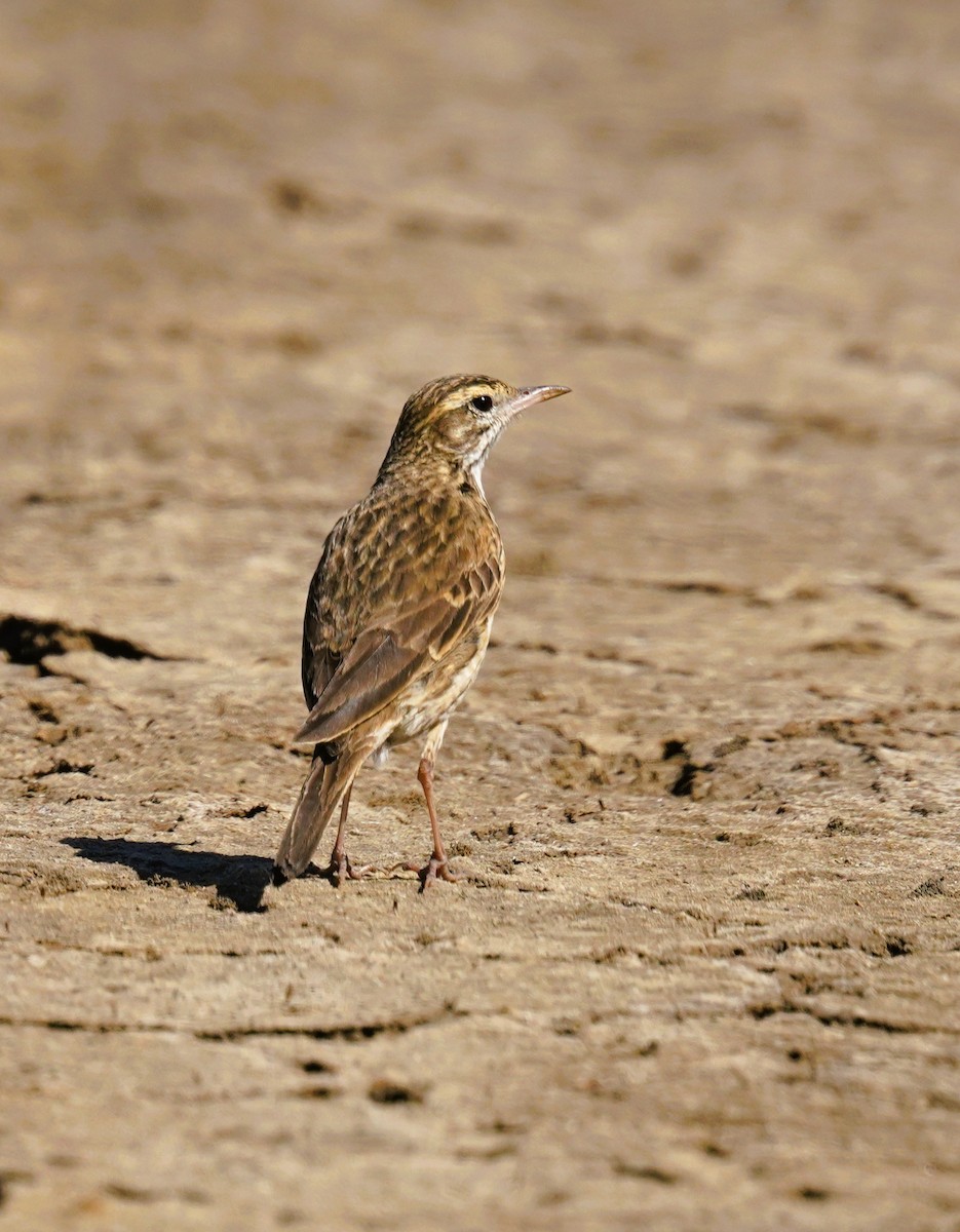 Australian Pipit - ML640995597
