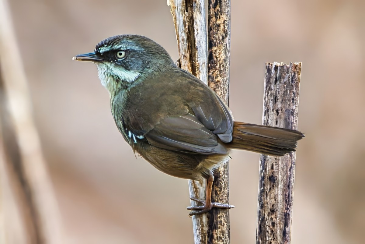 White-browed Scrubwren (White-browed) - ML640995635