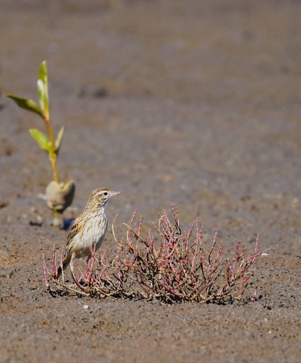 Australian Pipit - ML640995644
