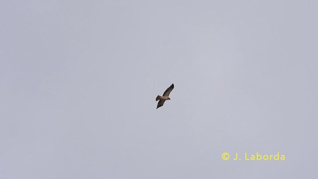 Aquila minore - ML640995647