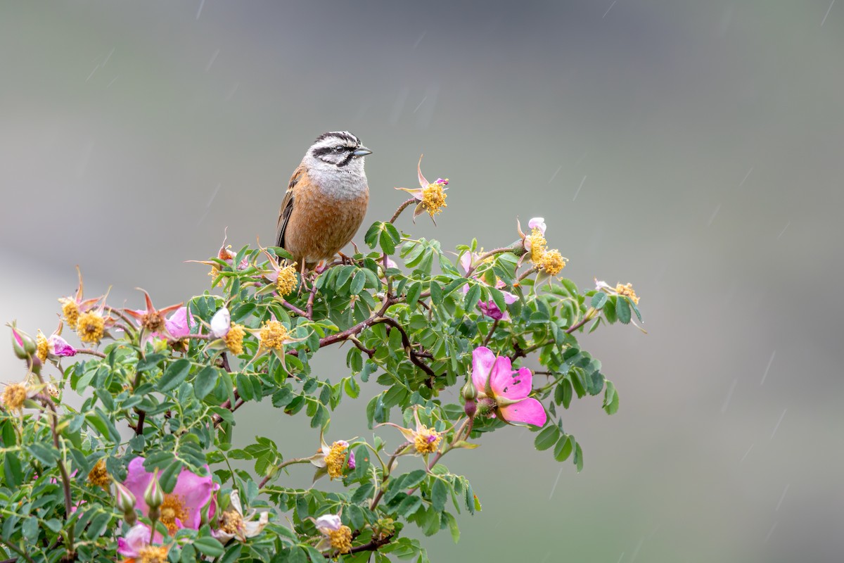 Rock Bunting - ML640995653