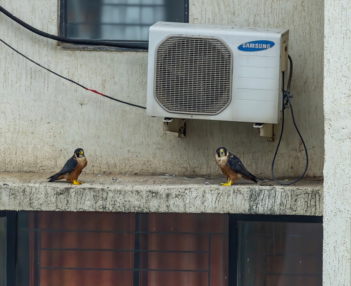 Peregrine Falcon (Shaheen) - ML640995673