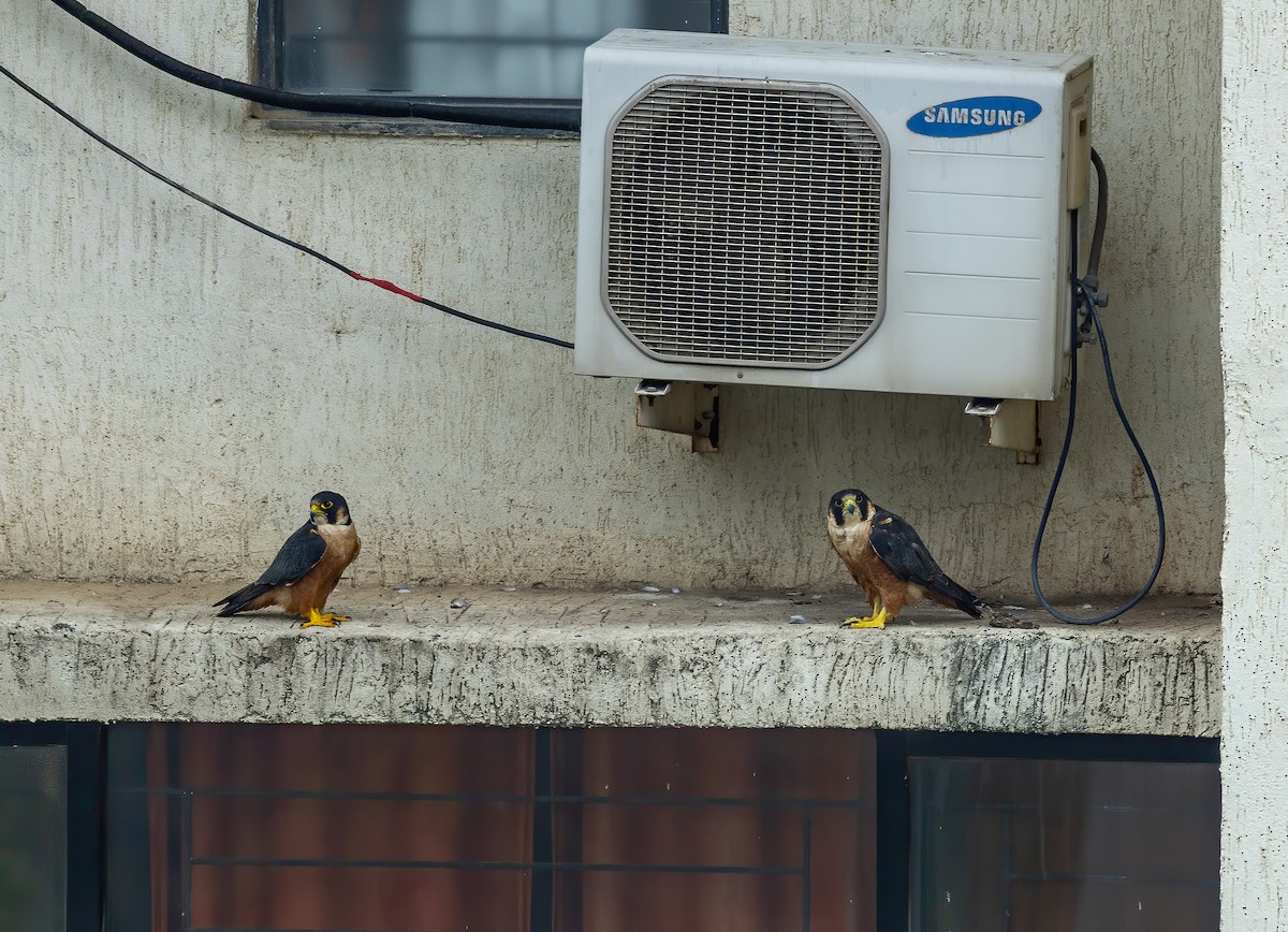 Peregrine Falcon (Shaheen) - ML640995676