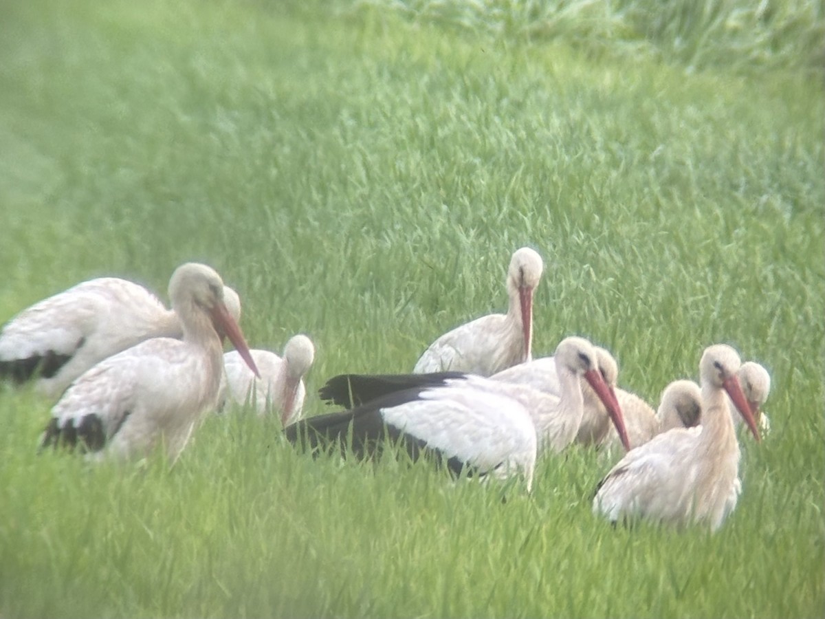 White Stork - ML640995685