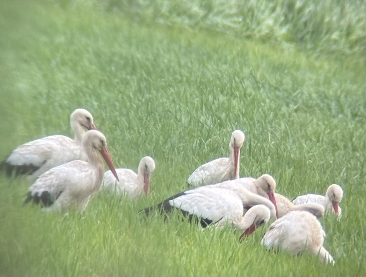 White Stork - ML640995686