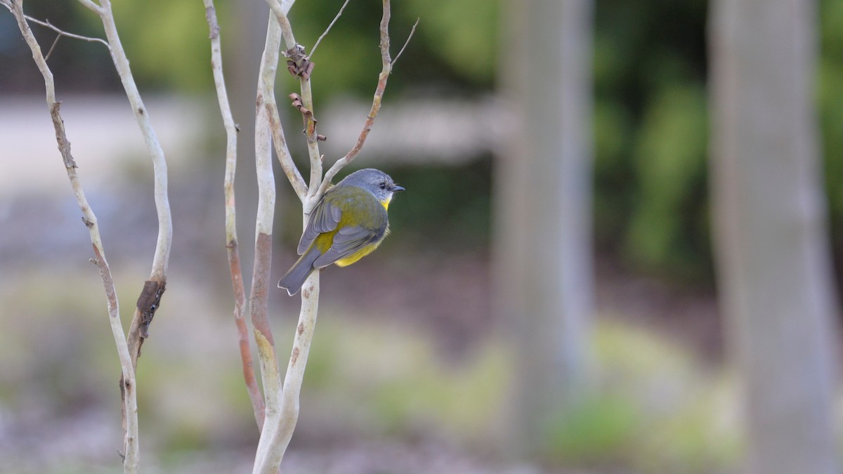 Eastern Yellow Robin - ML640995697