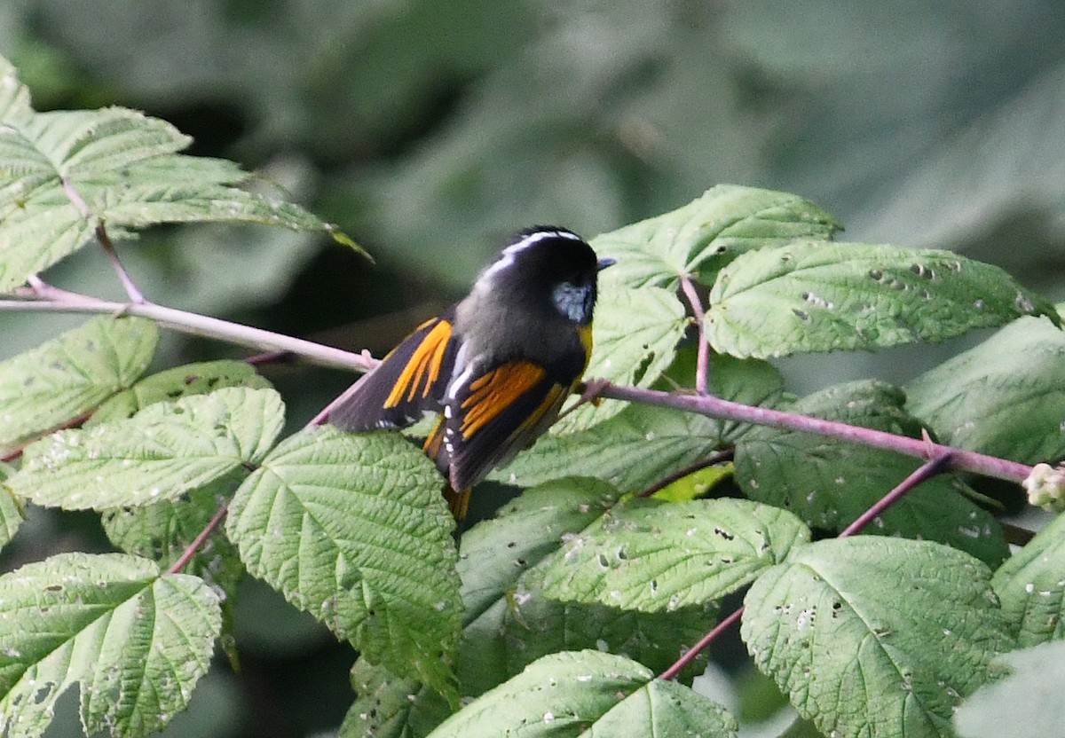 Golden-breasted Fulvetta - ML640995703